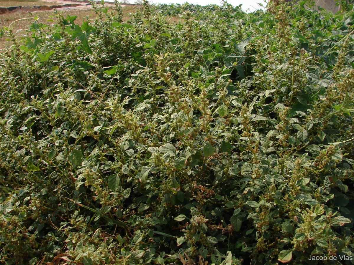 Amaranthus tricolor L.